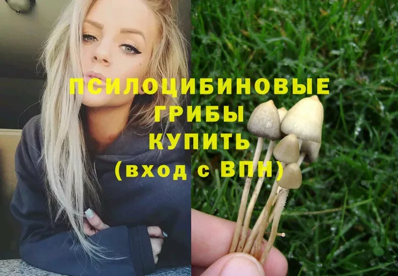 Псилоцибиновые грибы Magic Shrooms  закладки  Ветлуга 